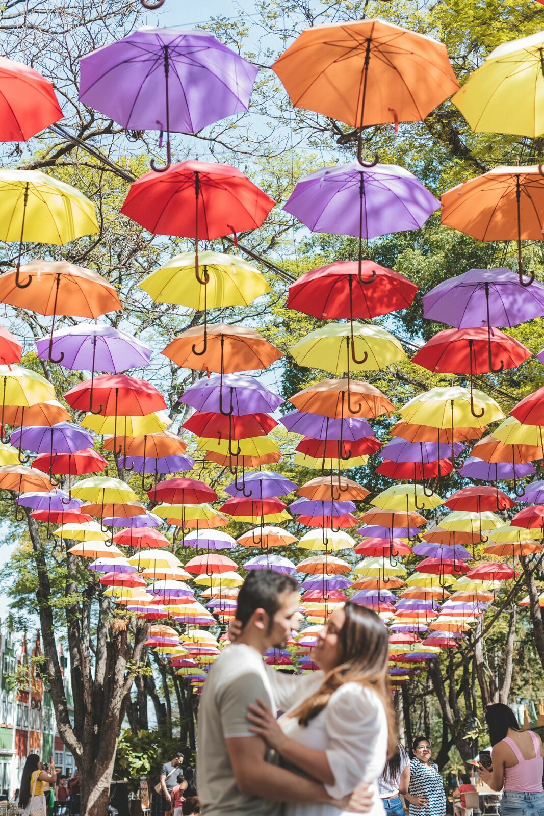 Foto Um tarde Fastastica em Holambra  - Imagem 8